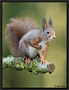 Eekhoorn, Red Squirrel, Sciurus vulgaris Location: Hof van Twente, the Netherlands eekhoorn MG 0515 kopie